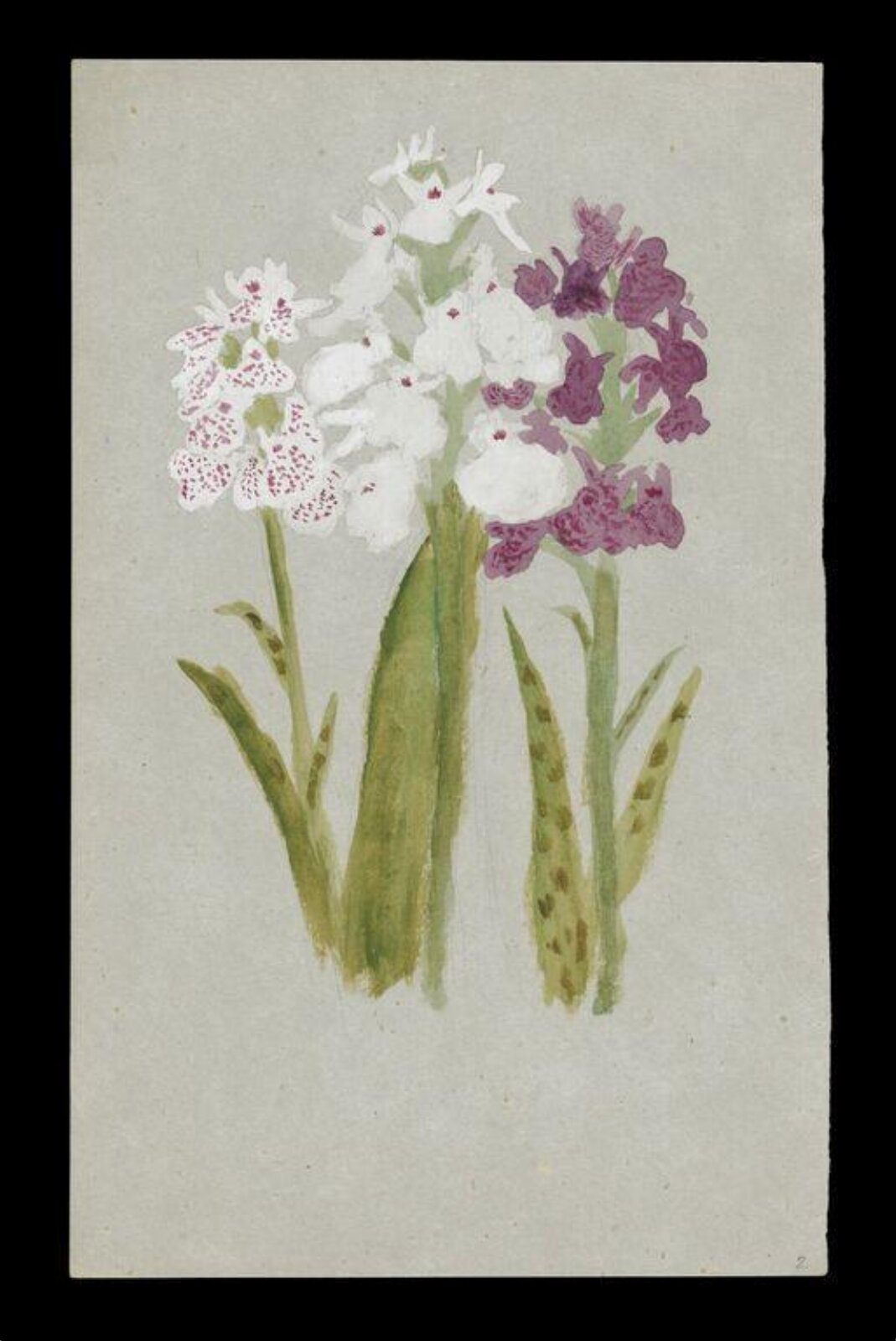 Watercolour, Beatrix Potter, 05/07/1877