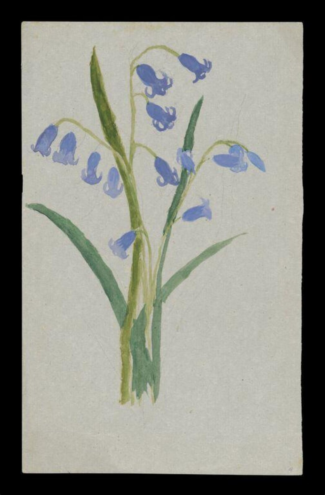 Watercolour, Beatrix Potter, 5/7/1877