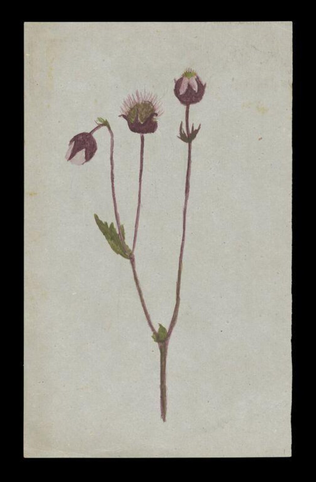 Watercolour, Beatrix Potter, ca.1877
