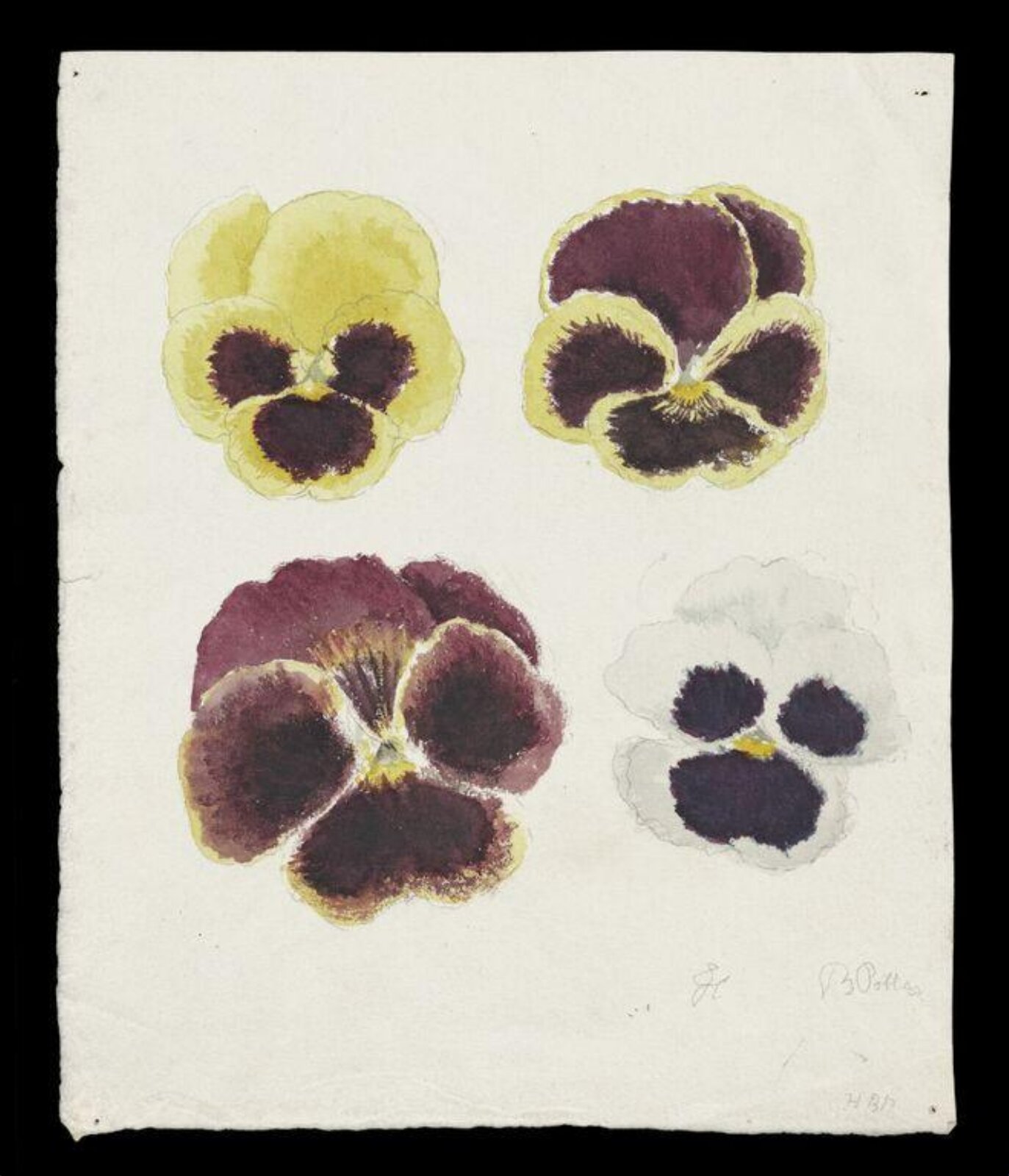 Watercolour, Beatrix Potter, 16 July 1879