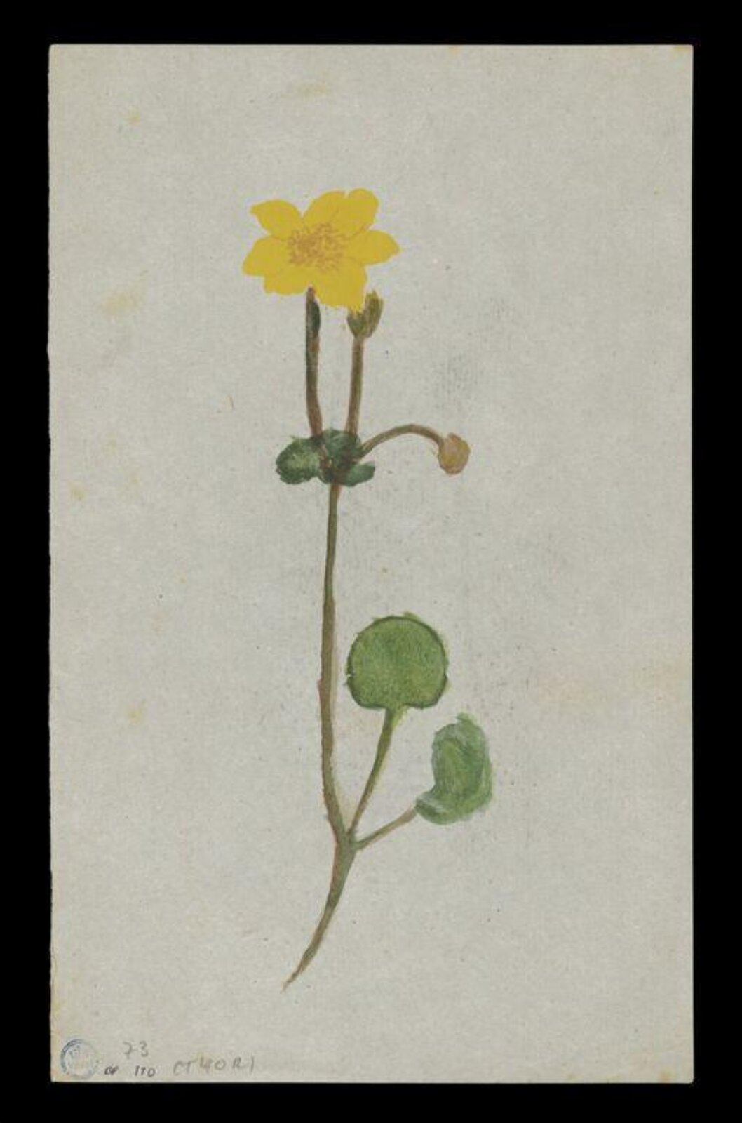 Watercolour, Beatrix Potter, ca. 1877