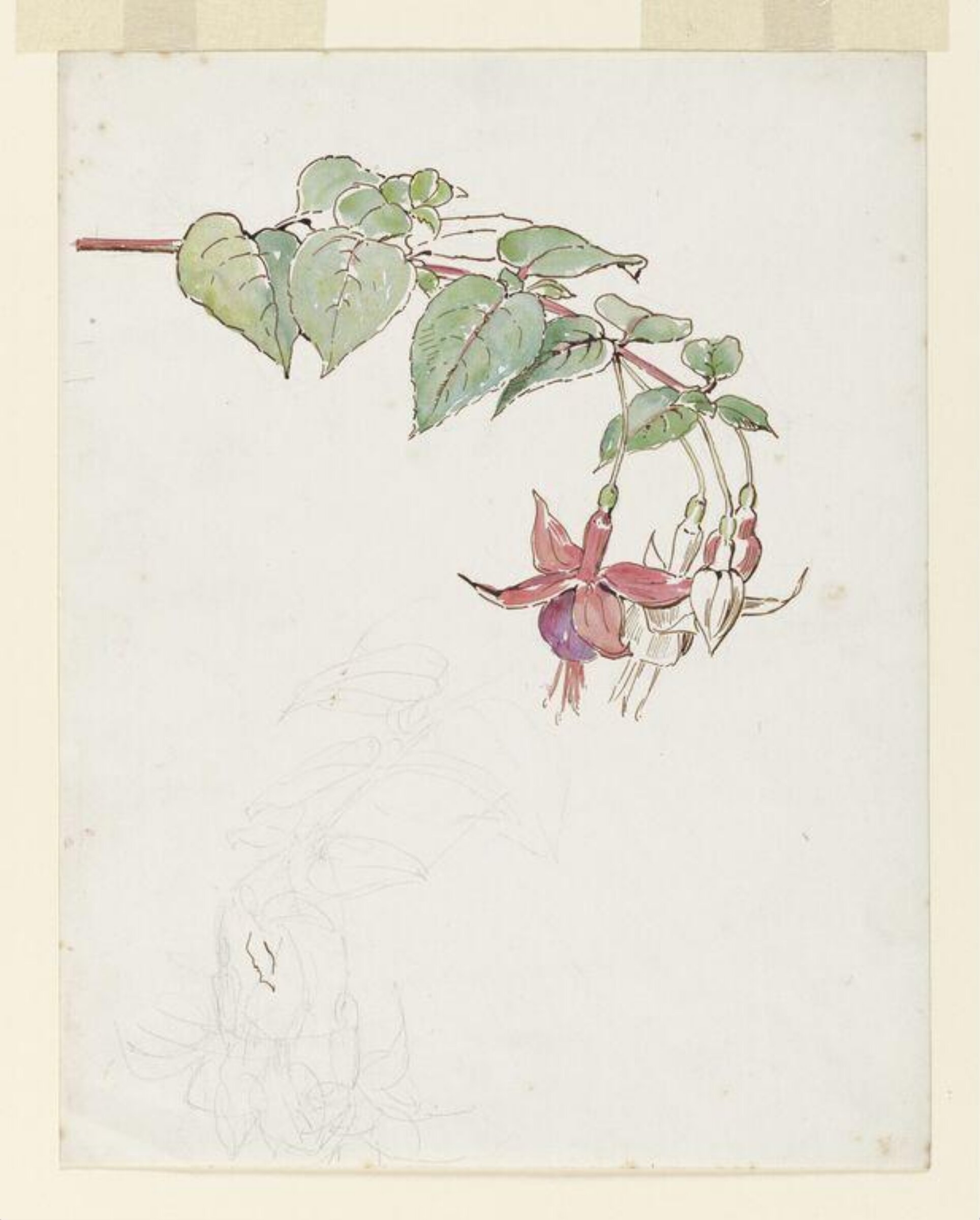 Spray of fuchsia flowers, Beatrix Potter, ca. 1895