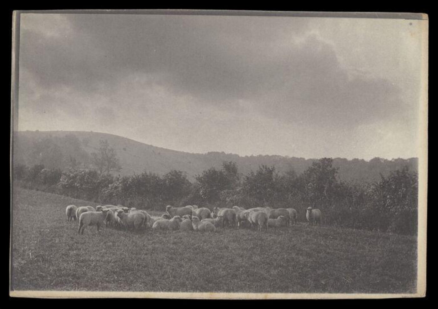 Gale, Lt. Col. Joseph, Sheep in a field