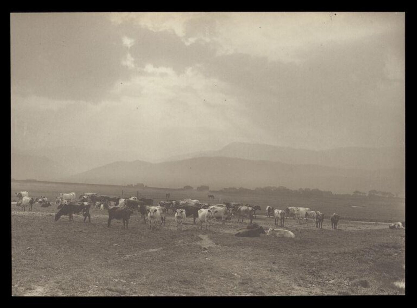Gale, Lt. Col. Joseph, Cows in a field