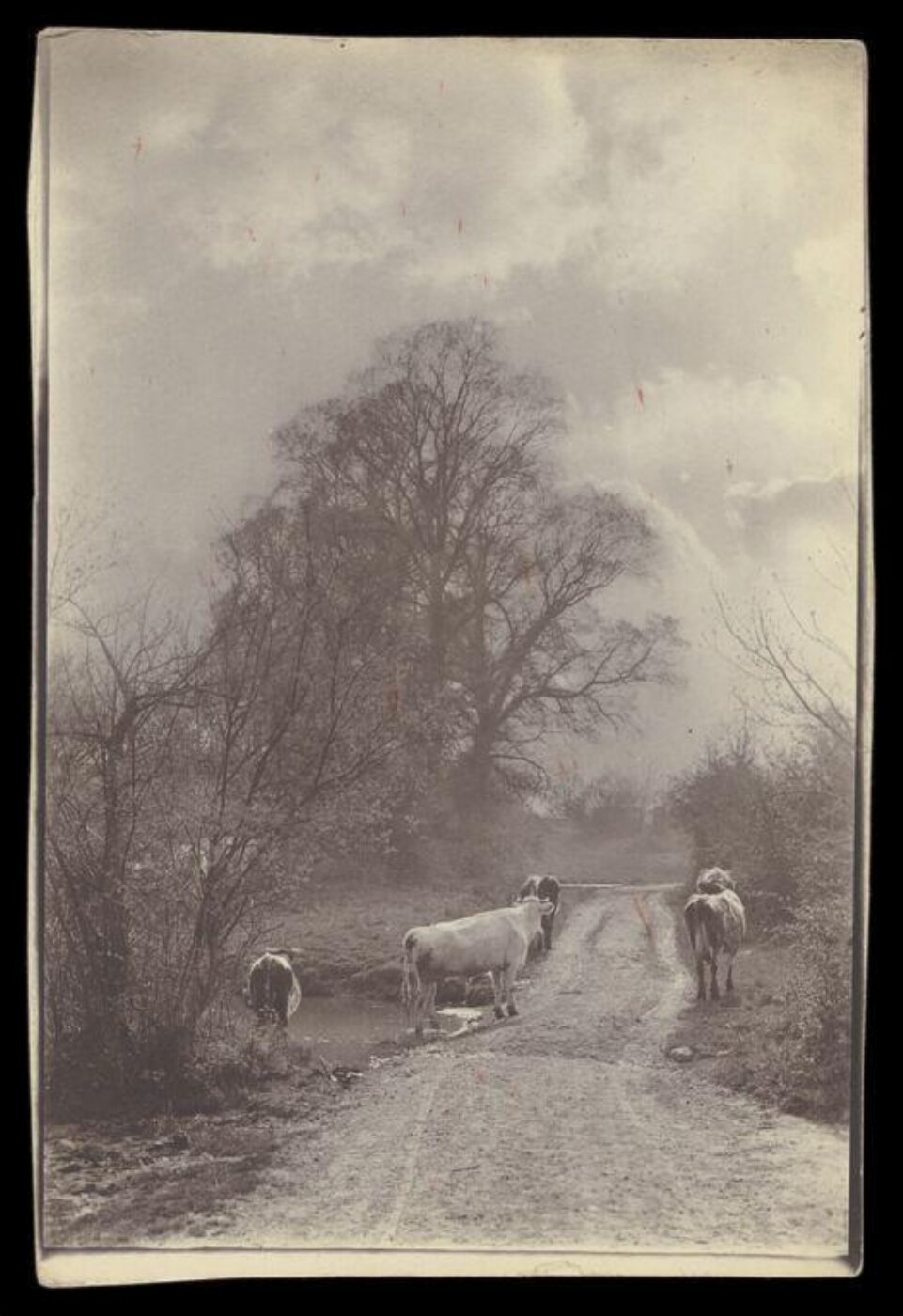 Gale, Lt. Col. Joseph, Cows on a road