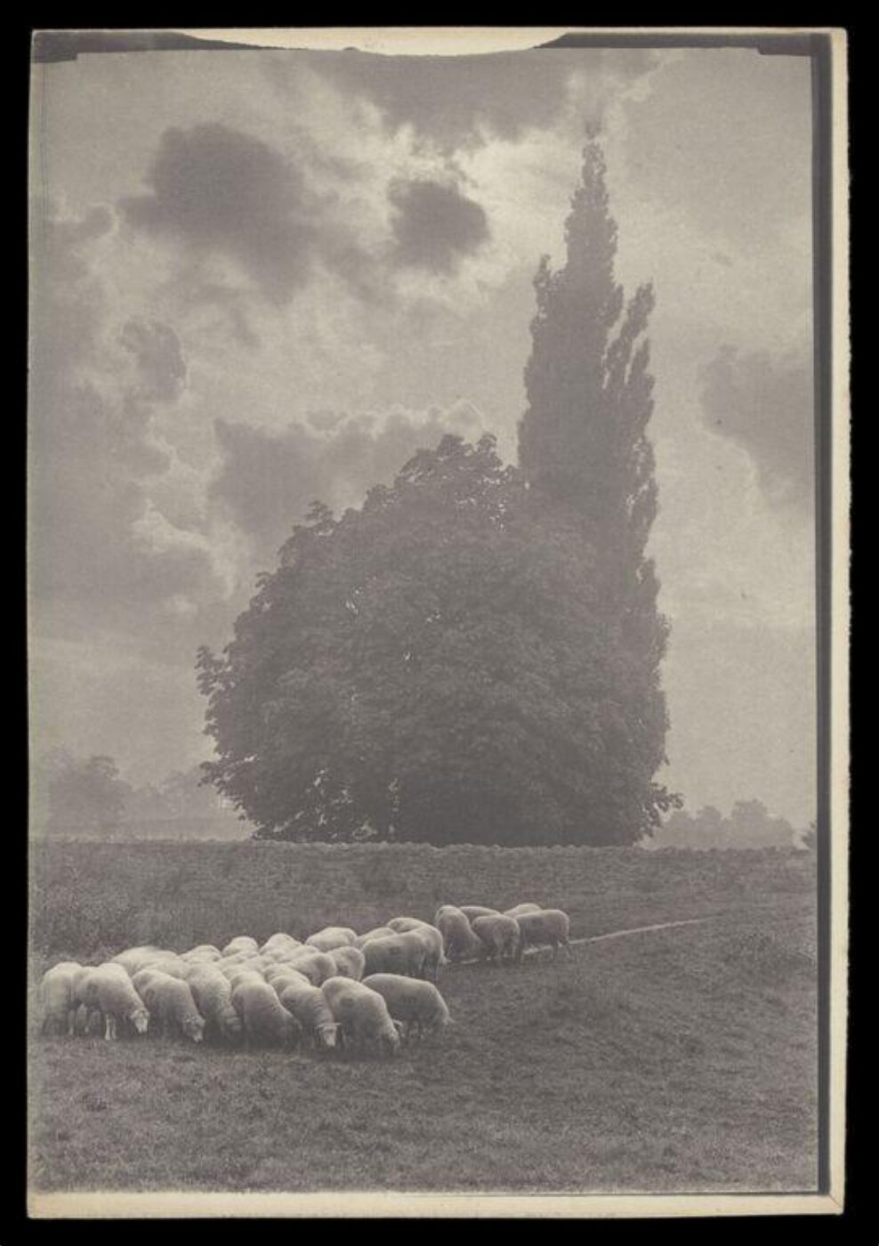 Gale, Lt. Col. Joseph, Flock of sheep in a field