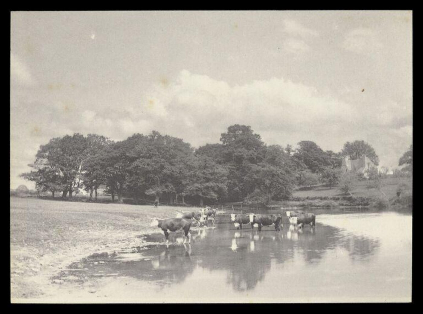 Gale, Lt. Col. Joseph, Cows in a river