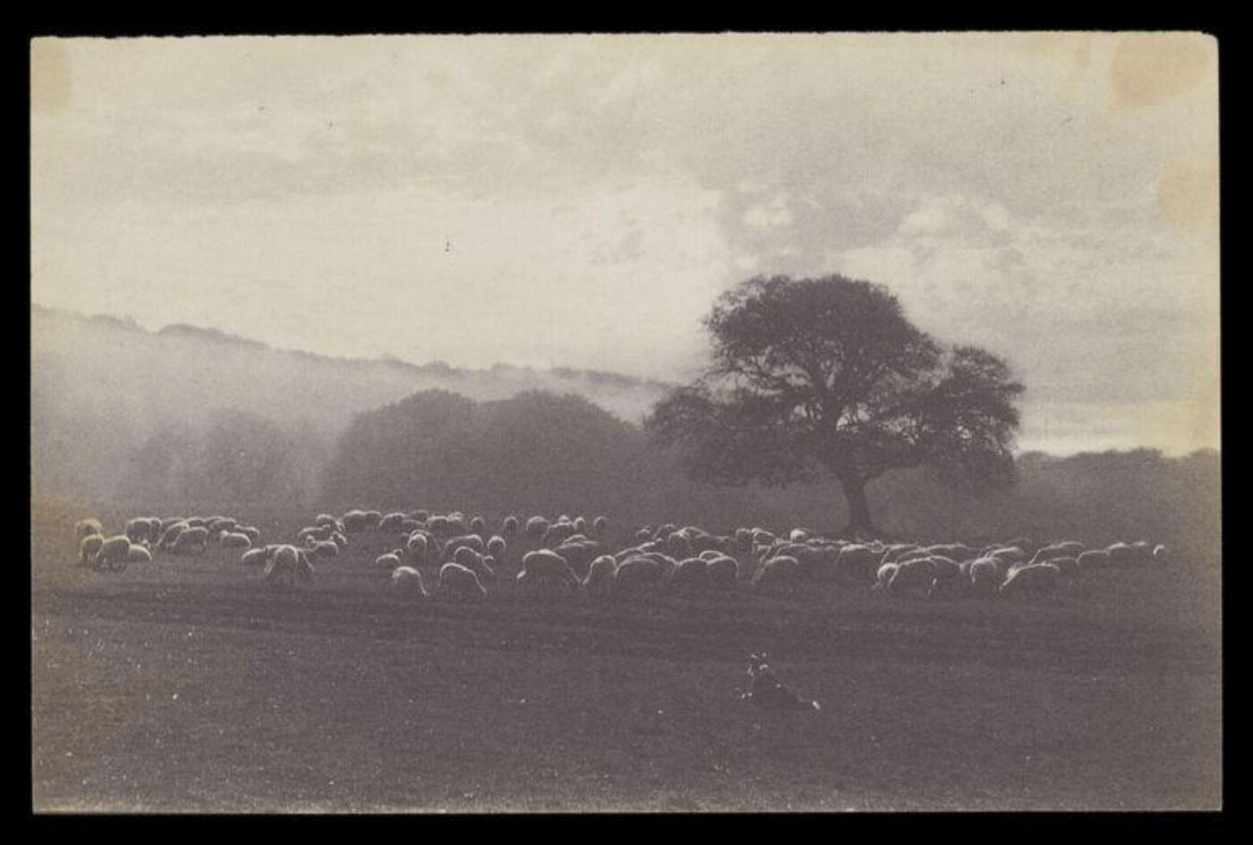 Gale, Lt. Col. Joseph, Flock of sheep in a field with sheep dog