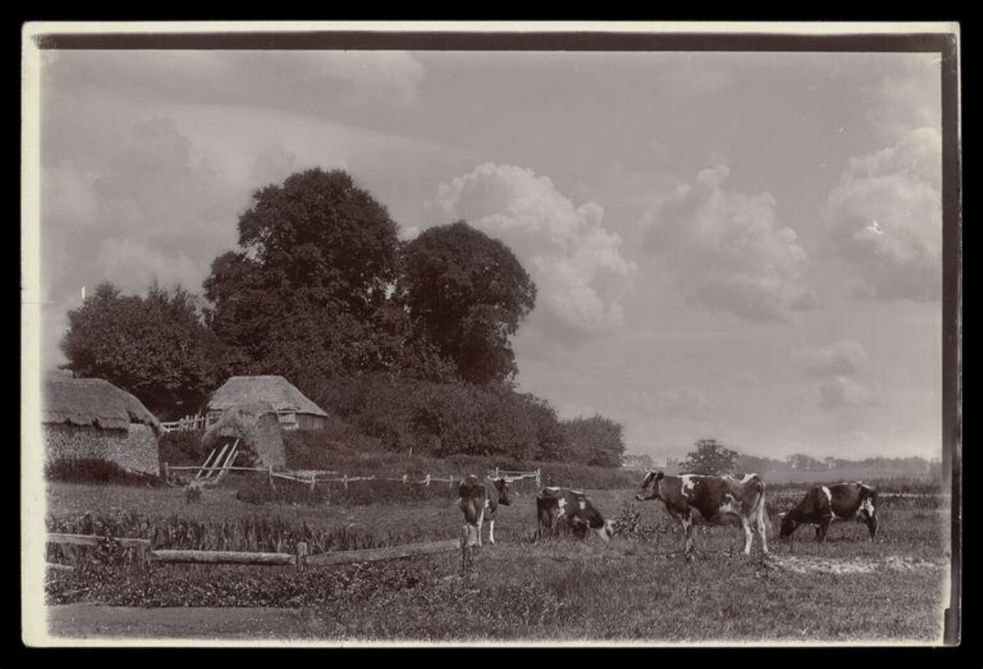 Gale, Lt. Col. Joseph, Four cows in a field