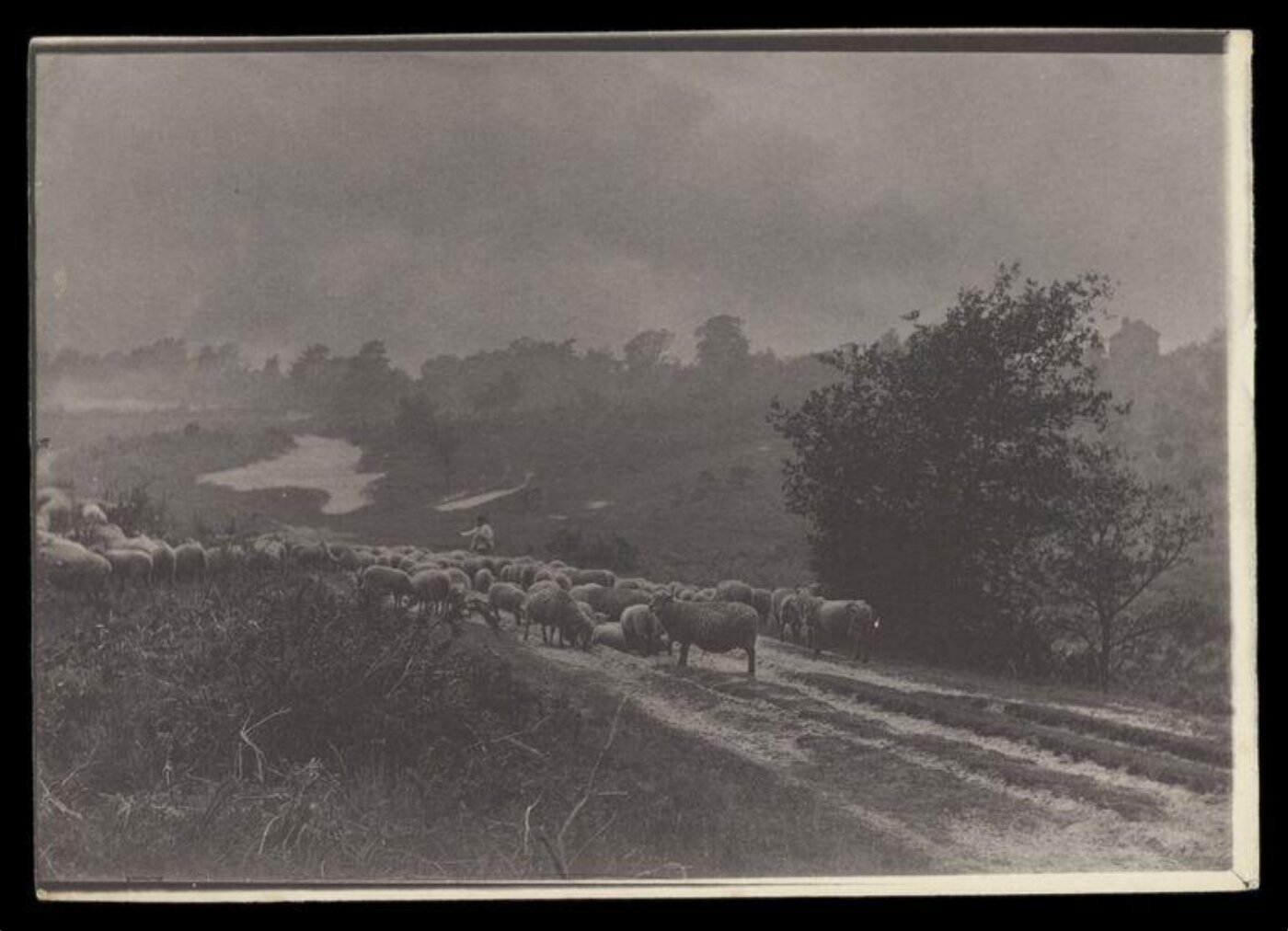 Gale, Lt. Col. Joseph, Flock of sheep on a road