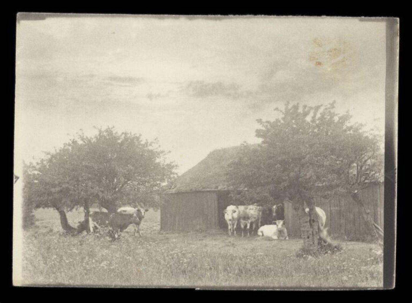 Gale, Lt. Col. Joseph, Cows at Barn