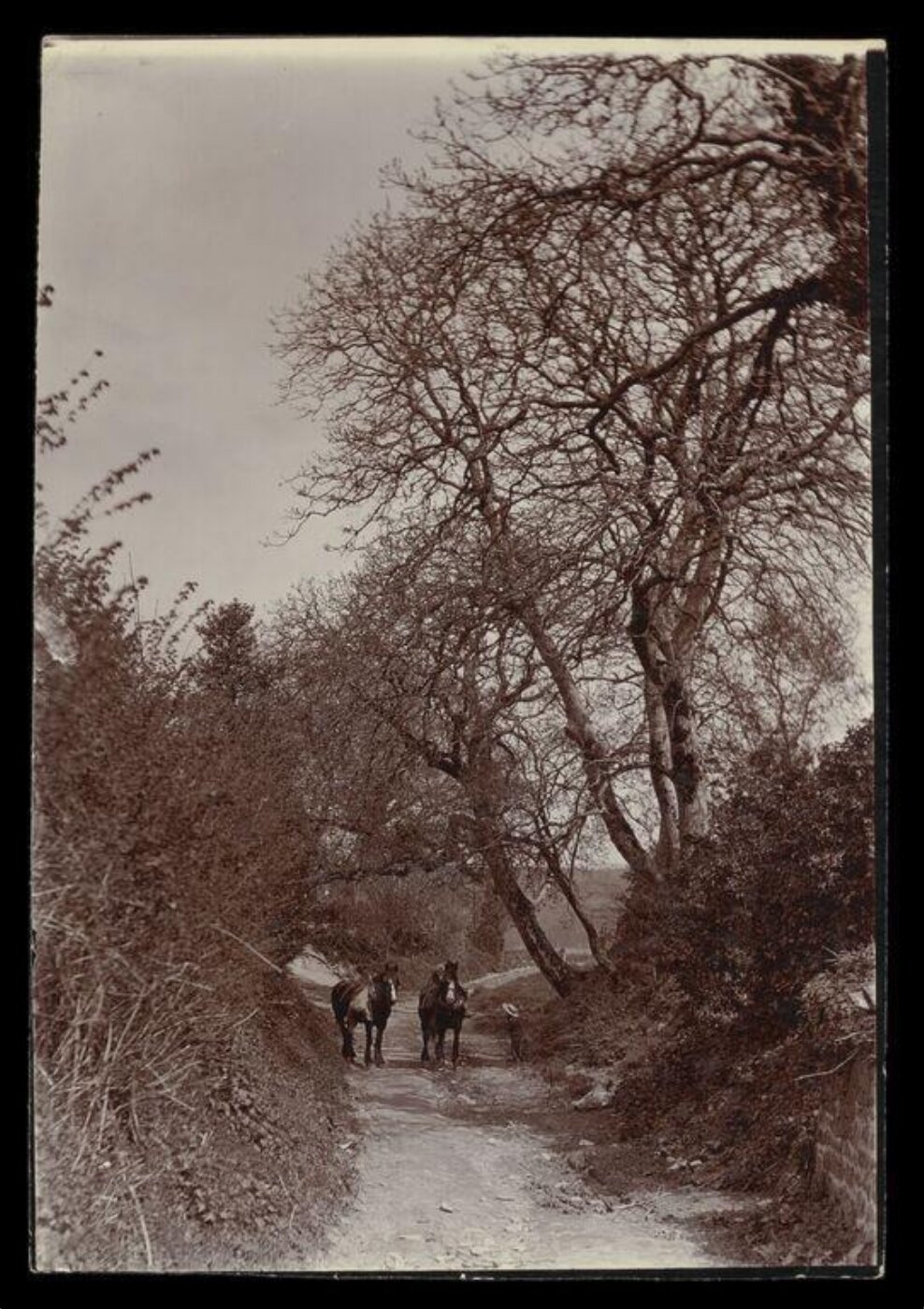 Gale, Lt. Col. Joseph, Two Horses on a Lane