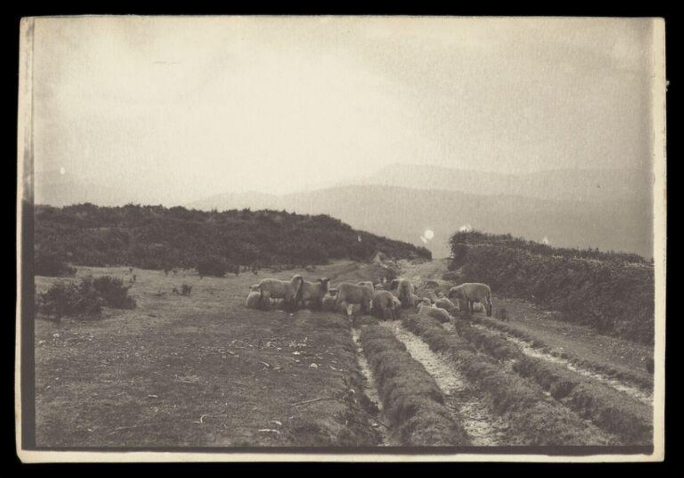 Gale, Lt. Col. Joseph, Sheep Grazing Across a Rural Lane