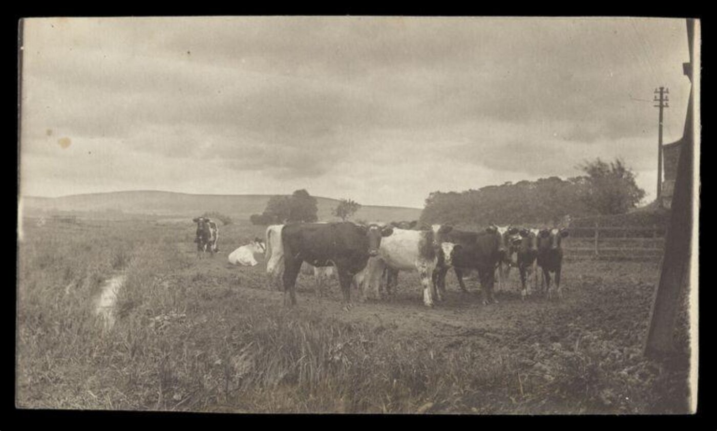 Gale, Lt. Col. Joseph, Cows in Field