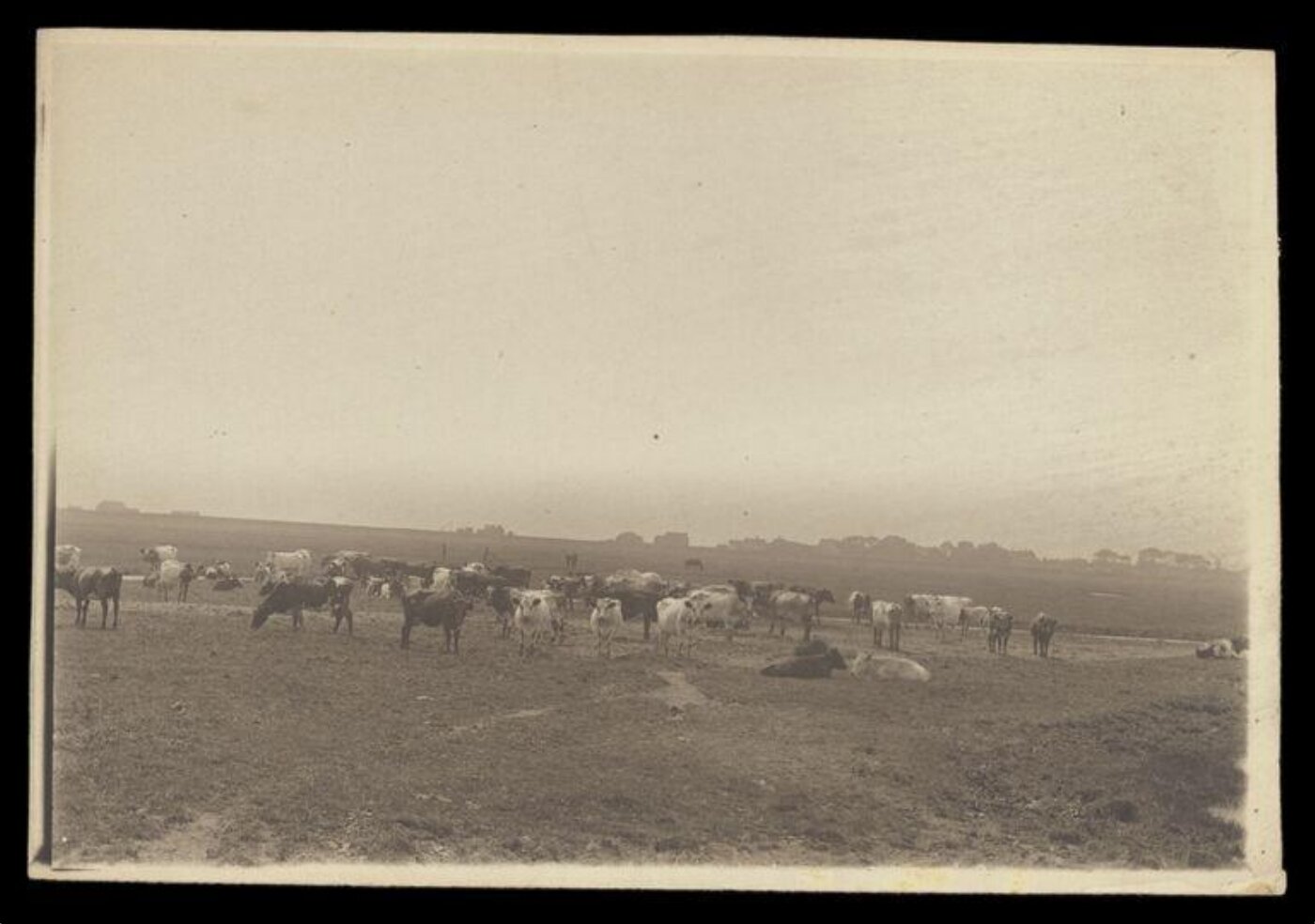 Gale, Lt. Col. Joseph, Cows in Field