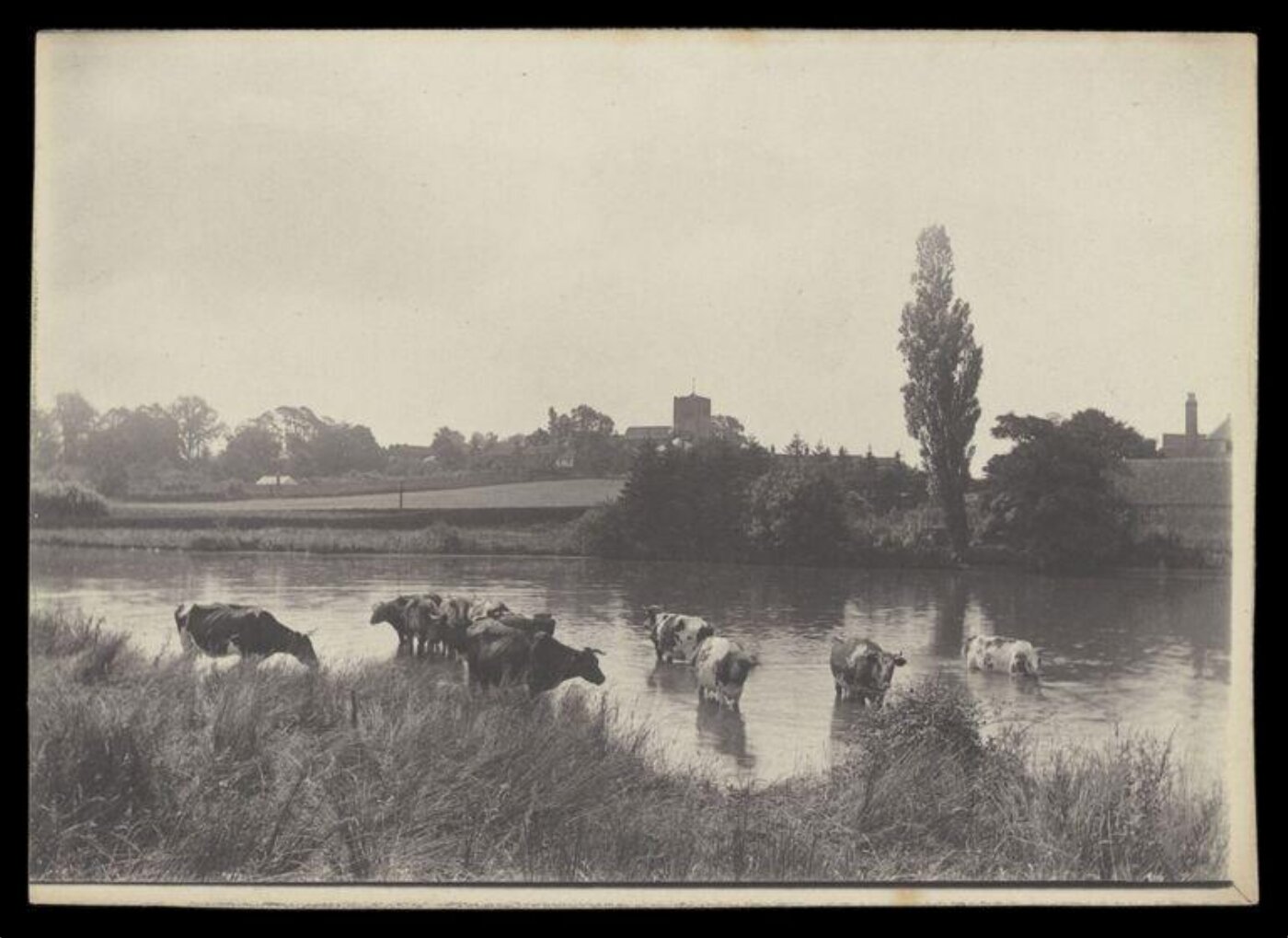 Gale, Lt. Col. Joseph, Cows in Water