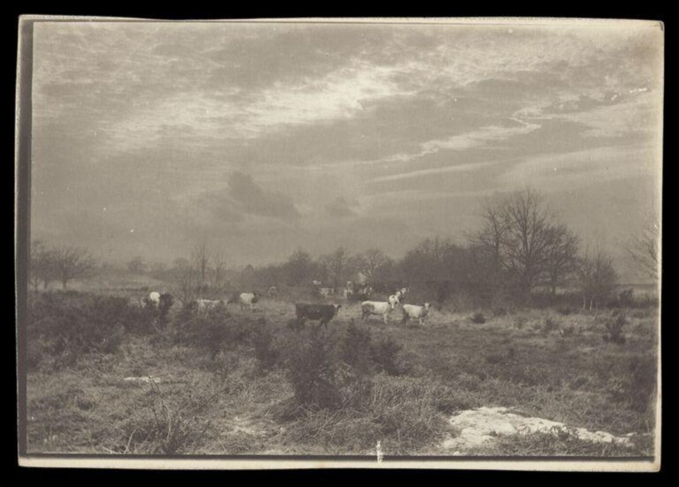 Gale, Lt. Col. Joseph, Grazing Cows