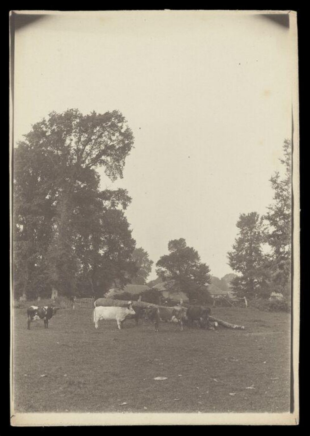 Gale, Lt. Col. Joseph, Cows in Field