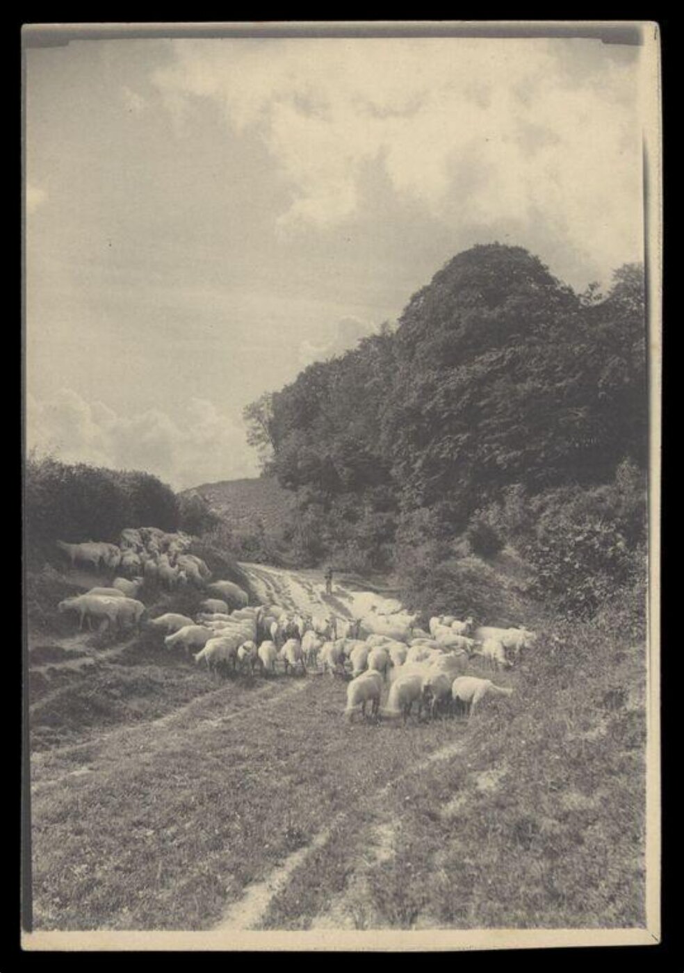 Gale, Lt. Col. Joseph, Sheep and Shepherd