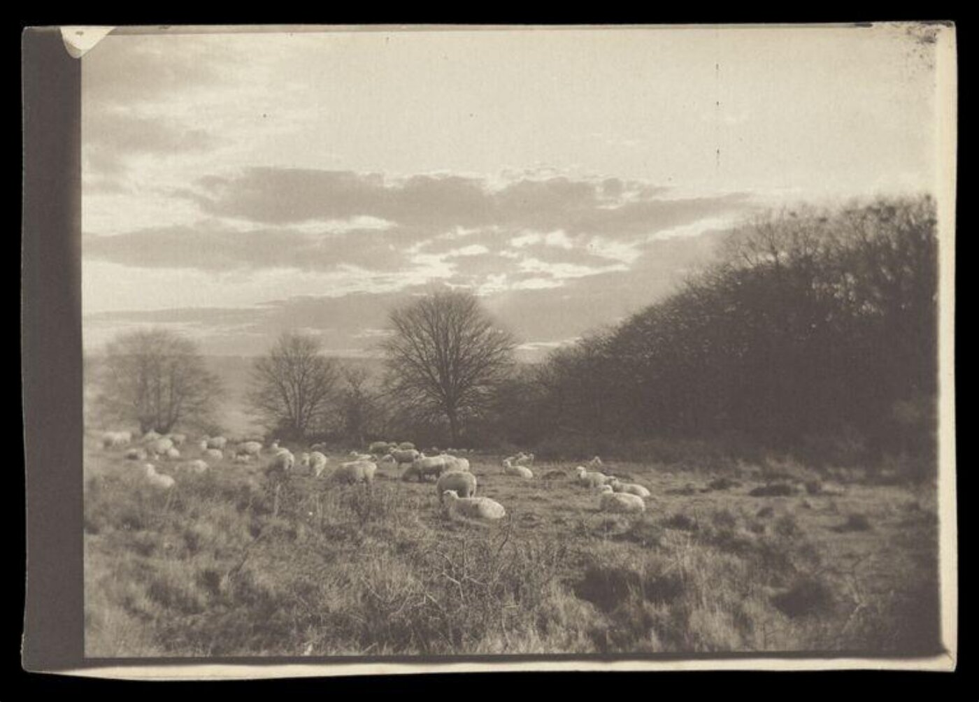 Gale, Lt. Col. Joseph, Flock of Sheep