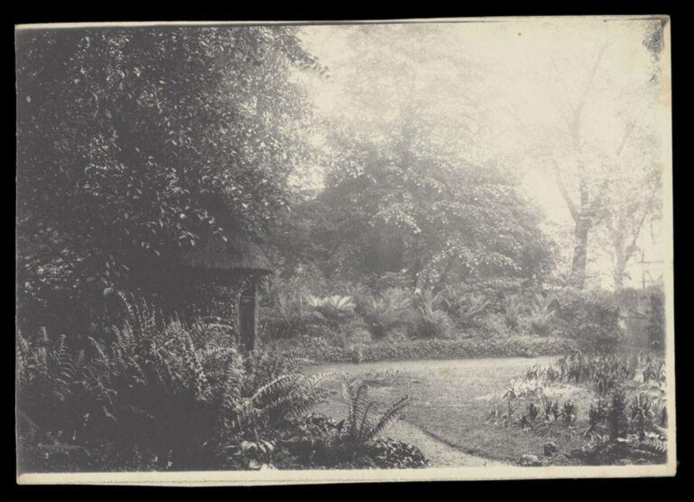 Gale, Lt. Col. Joseph, Thatched-roof Shelter and Ferns