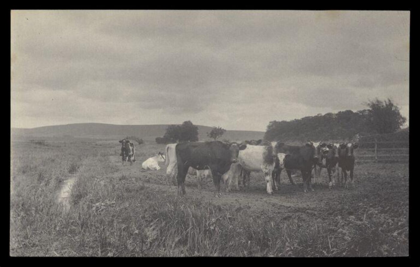Gale, Lt. Col. Joseph, Cows in Field