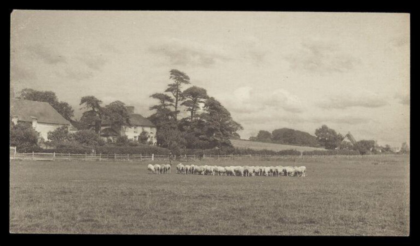 Gale, Lt. Col. Joseph, Grazing Sheep