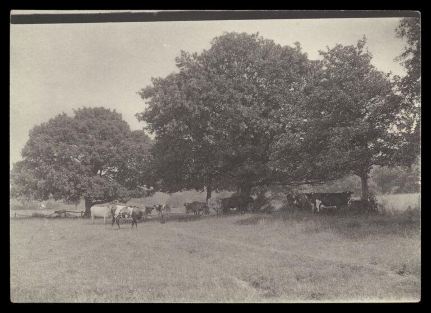 Gale, Lt. Col. Joseph, Cows and Trees