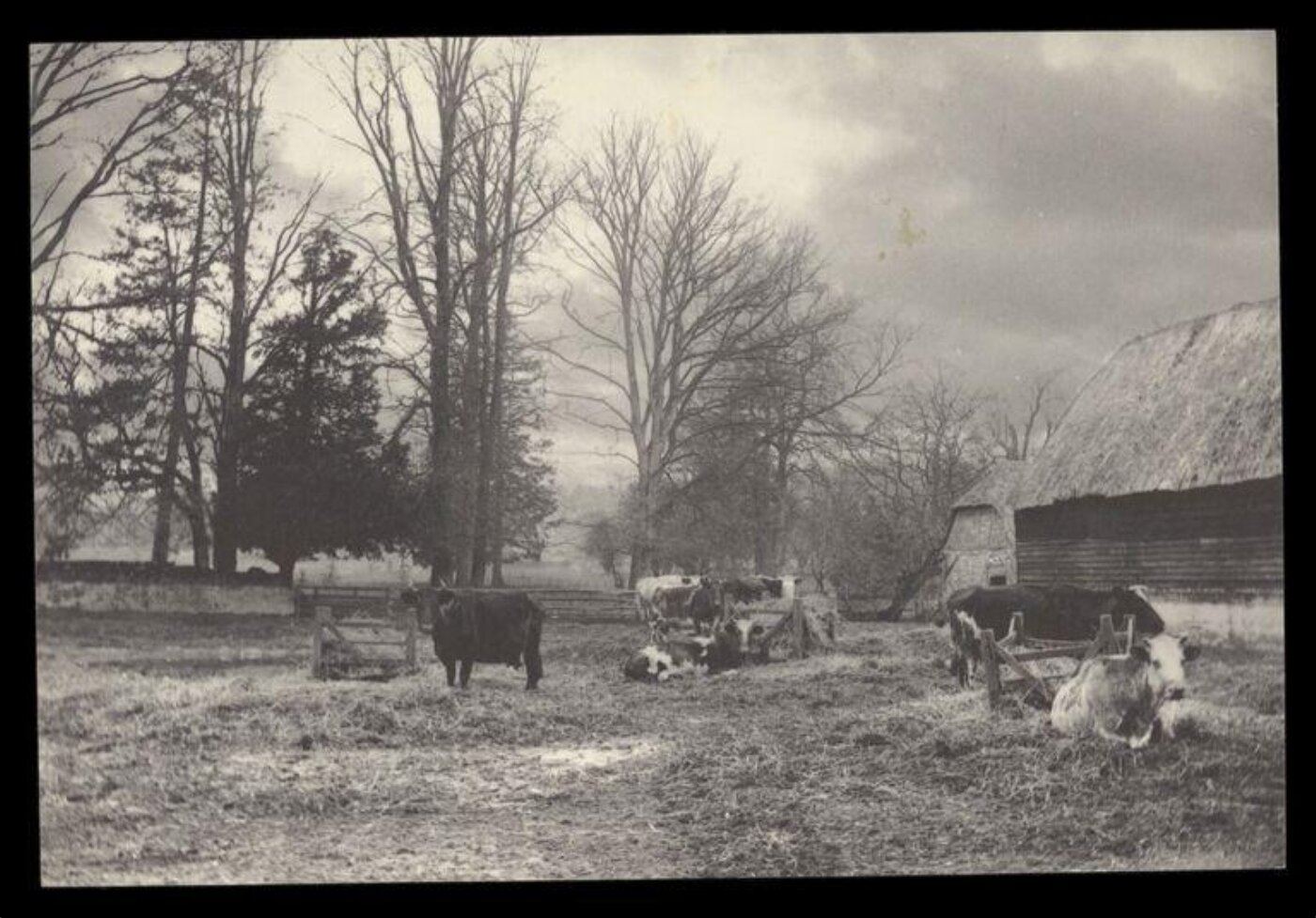 Gale, Lt. Col. Joseph, Cows in a paddock
