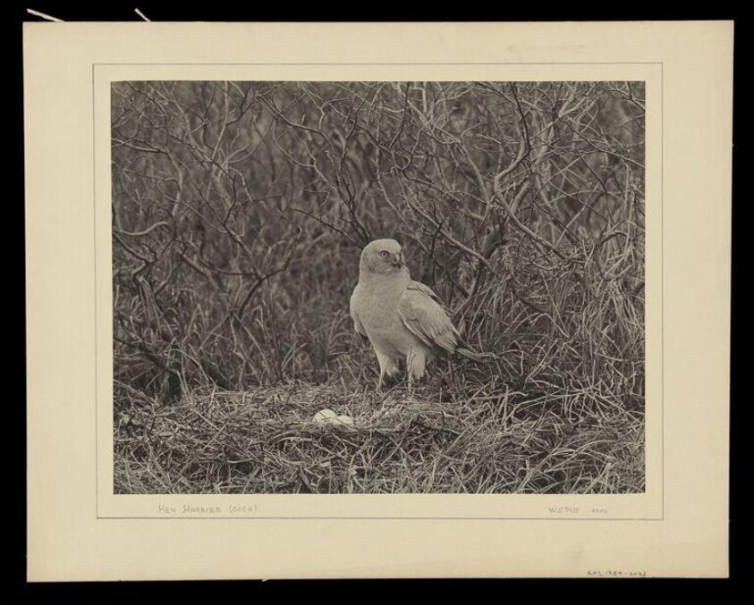 Hen Harrier by Monogrammist W.S.