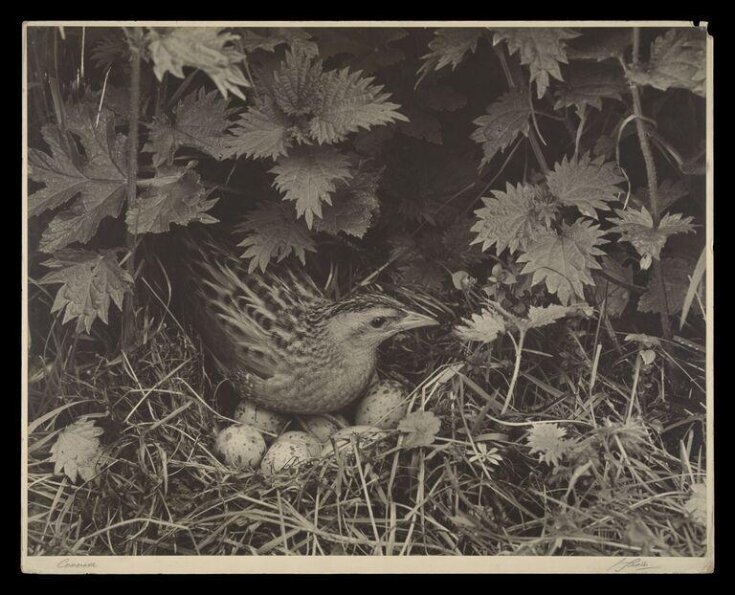 Corncrake | Yeates, G.K. | V&A Explore The Collections