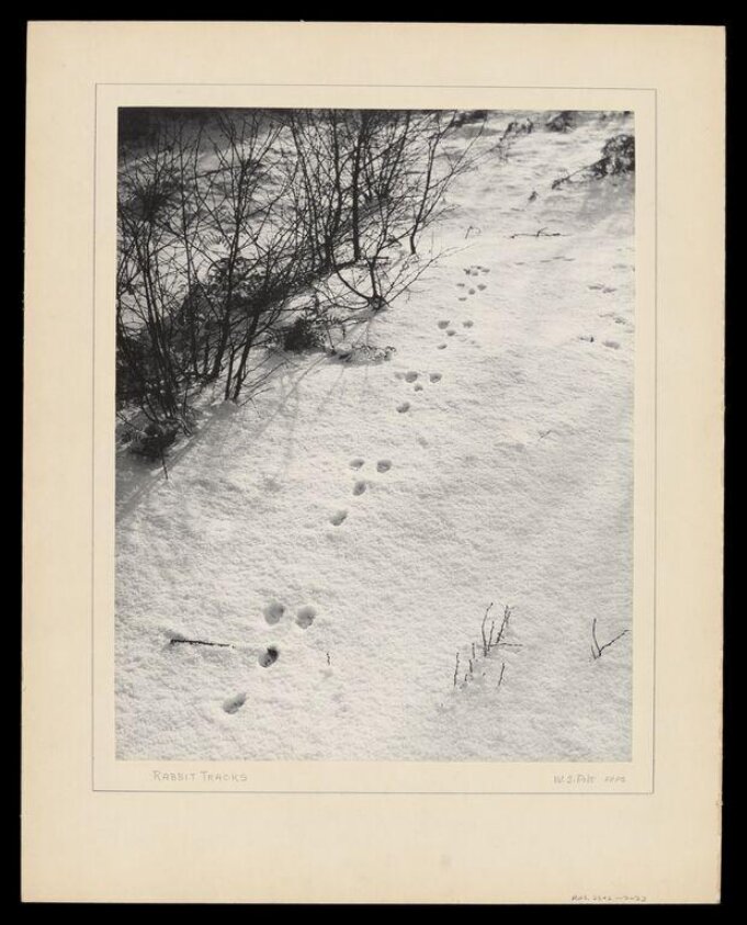 Rabbit Tracks by Monogrammist W.S.