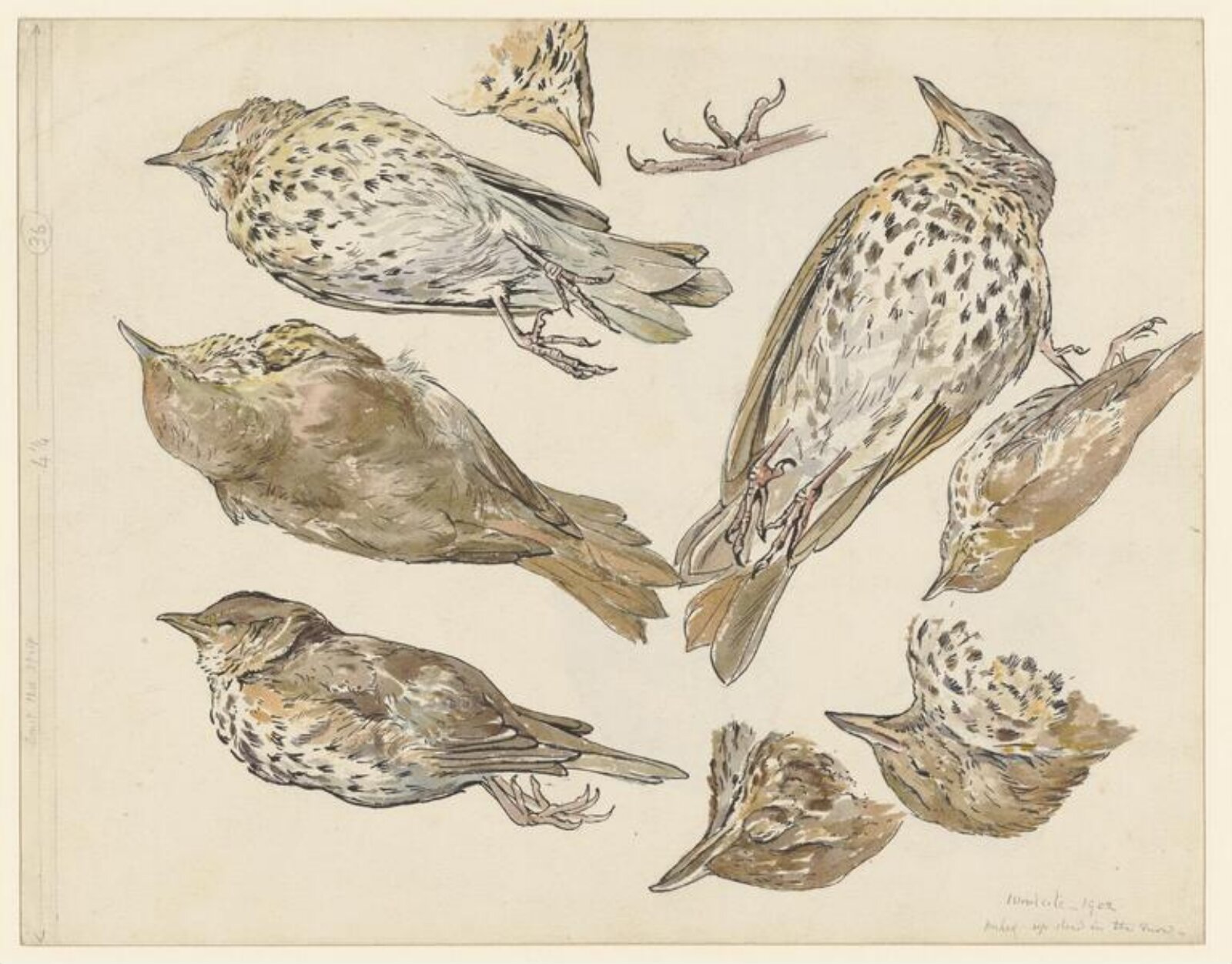 Watercolour, Beatrix Potter, 1902
