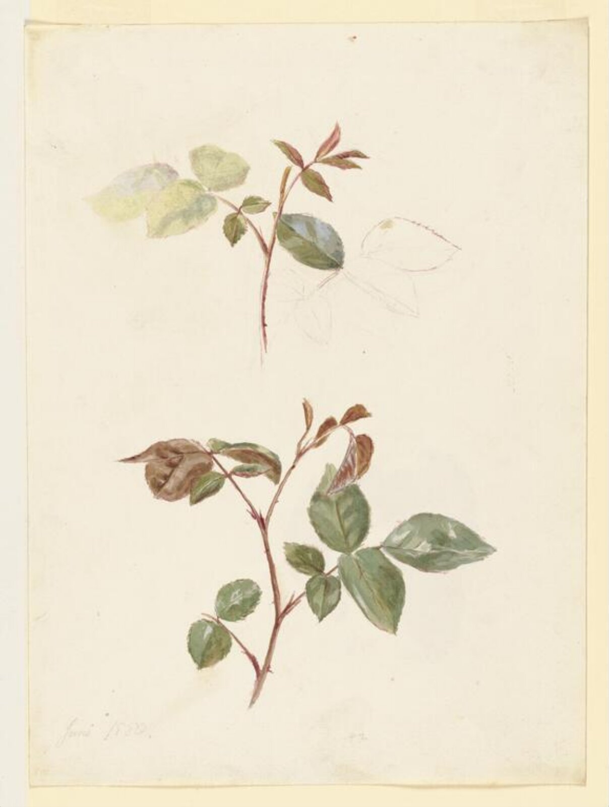 Watercolour, Beatrix Potter, 06/1880