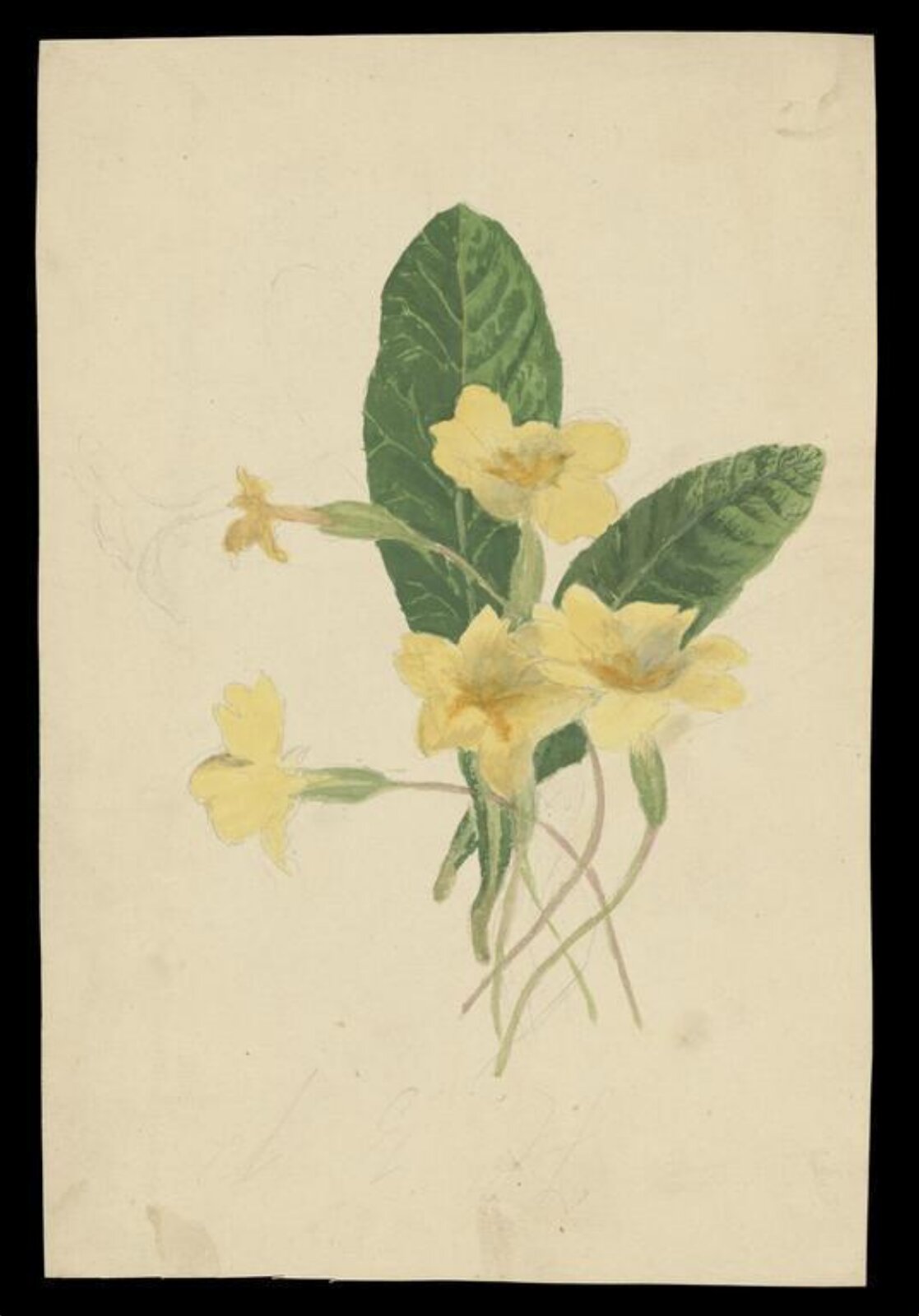 Watercolour, Beatrix Potter, ca.1880