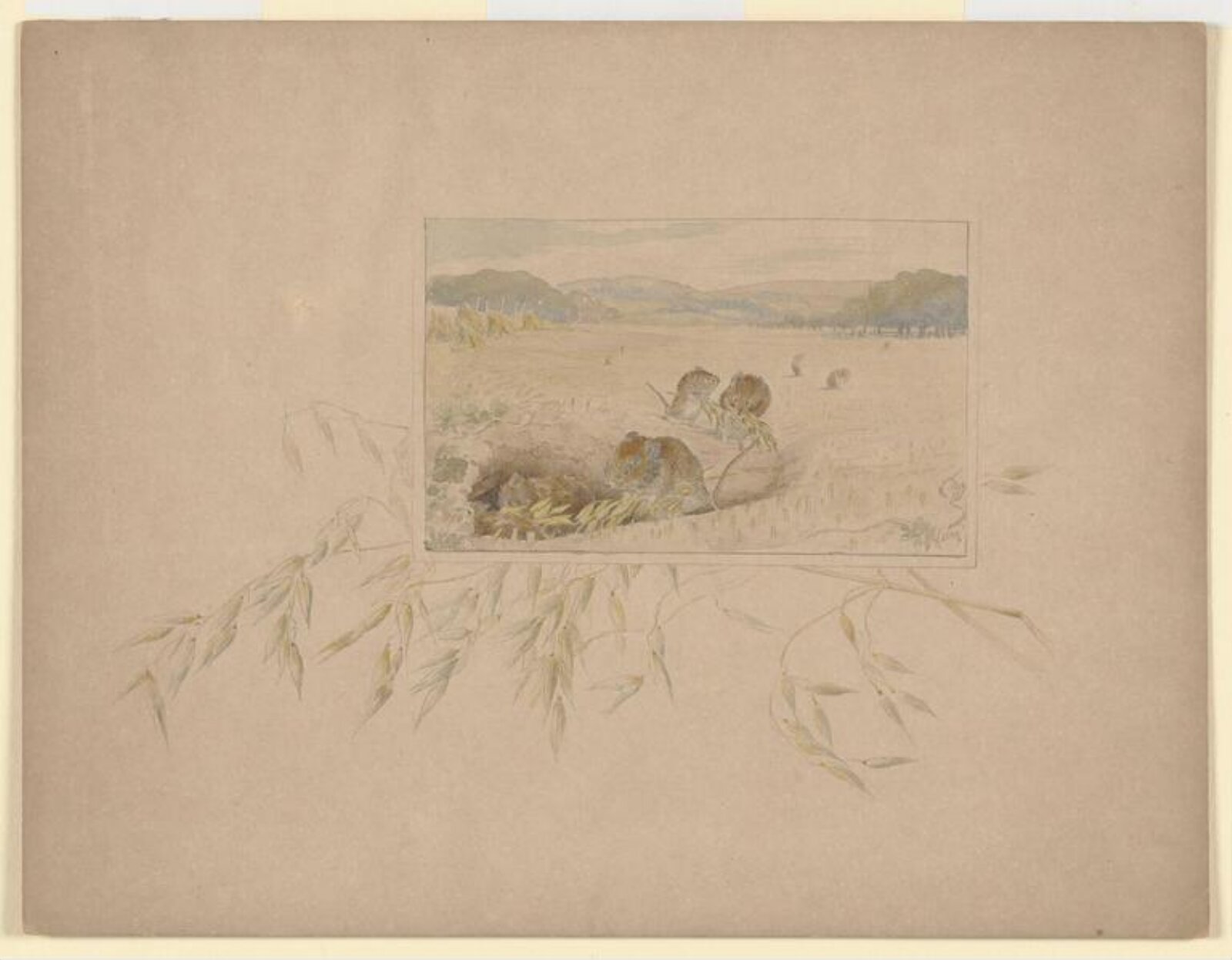 Watercolour, Beatrix Potter, 10/1899