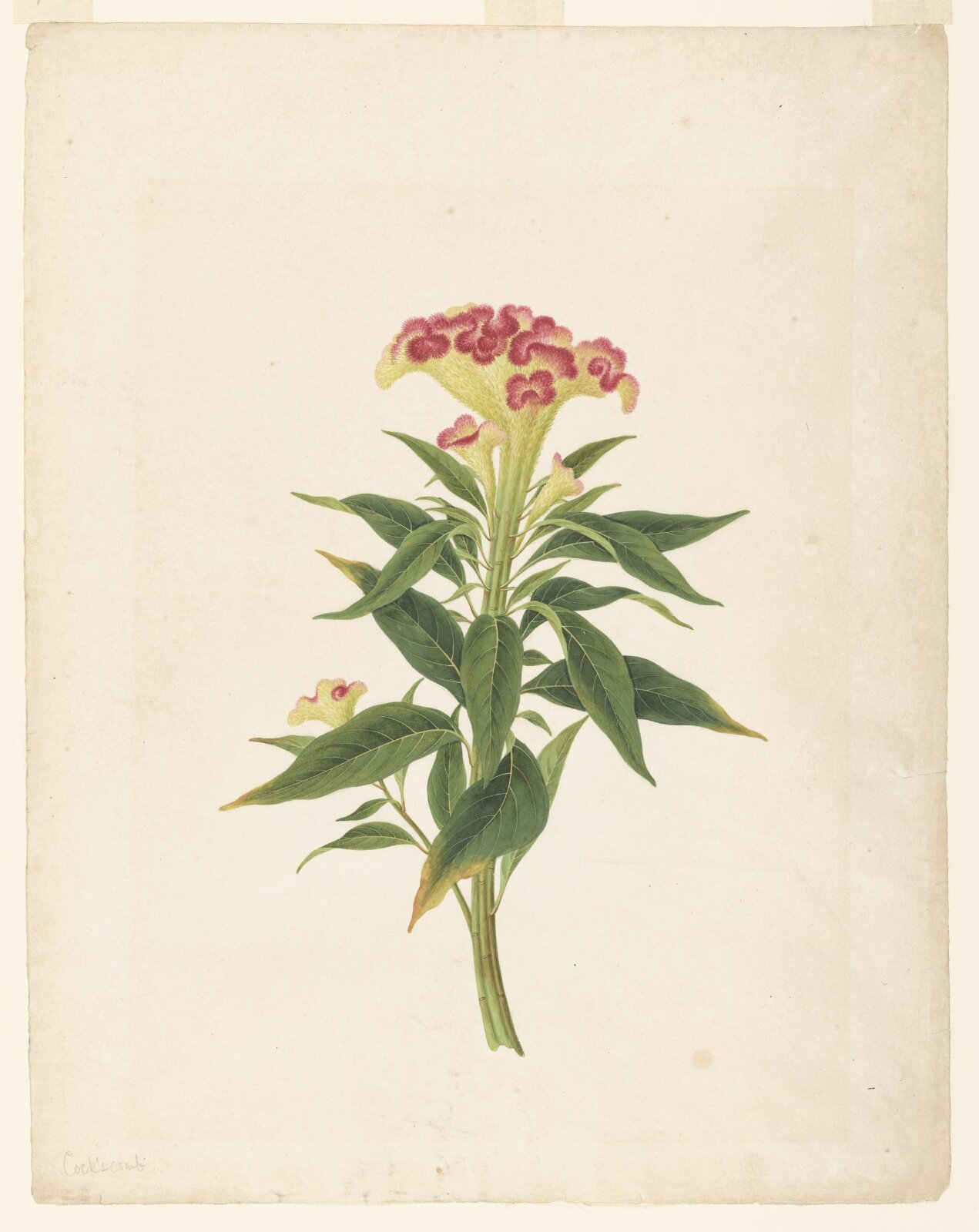 Celosia cristata L., first quarter 19th century