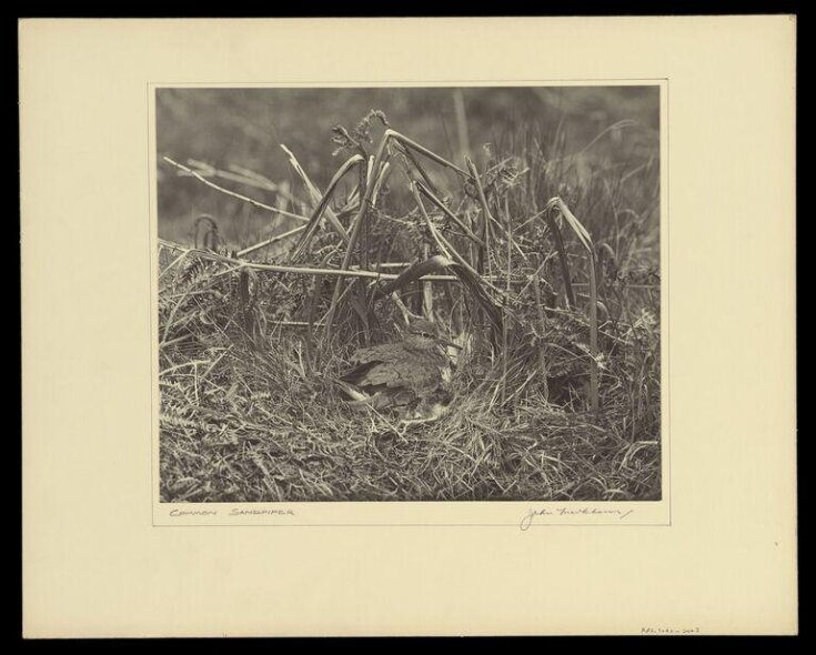 Common Sandpiper | Markham, John | V&A Explore The Collections