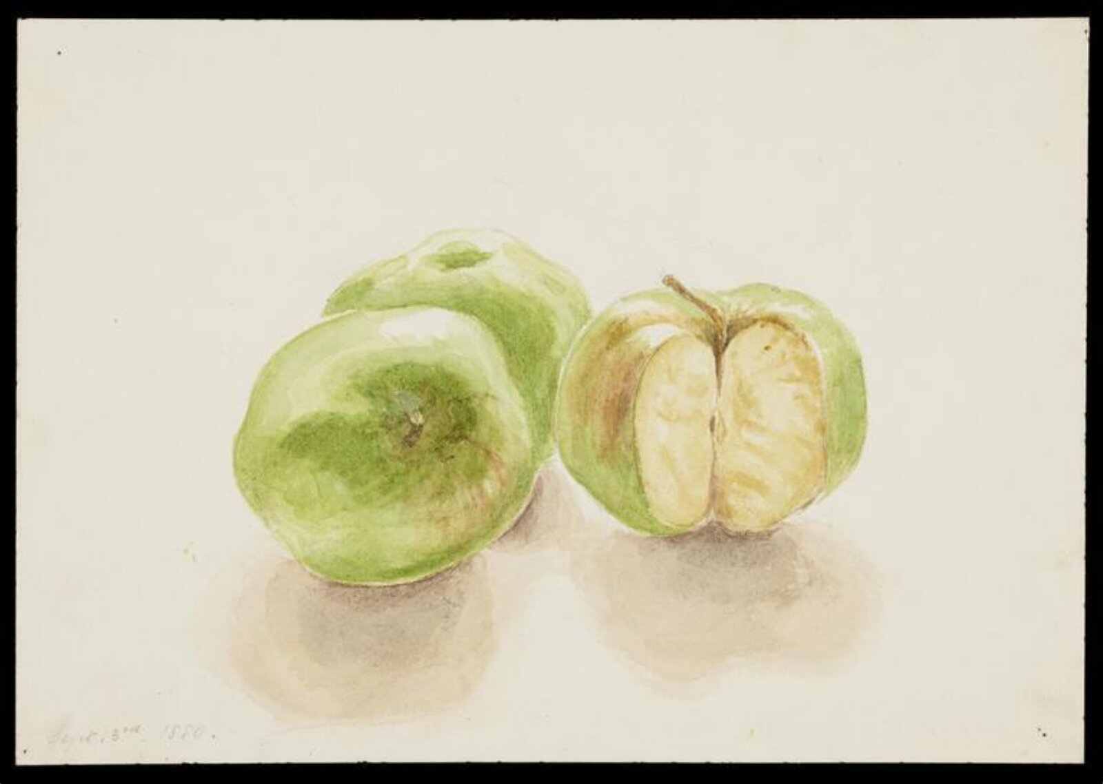 Watercolour, Beatrix Potter, 3/09/1880