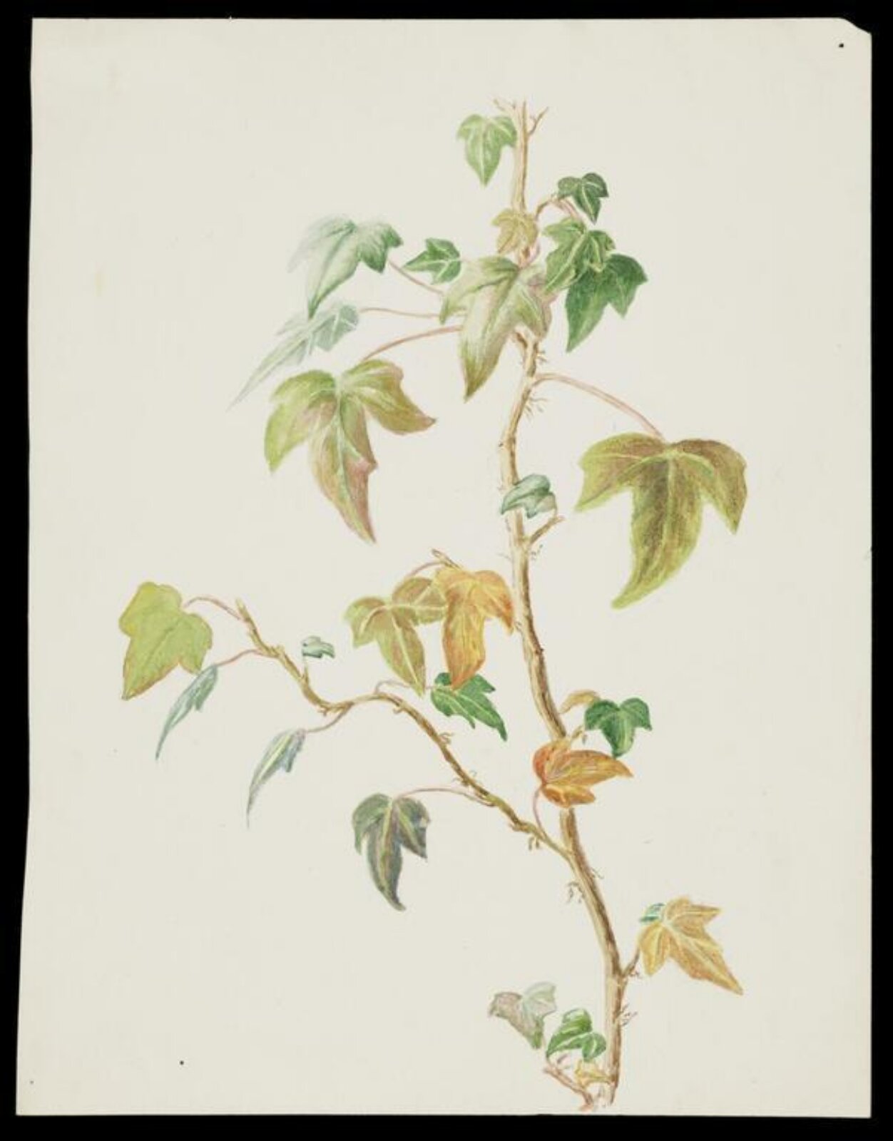 Watercolour, Beatrix Potter, 1882