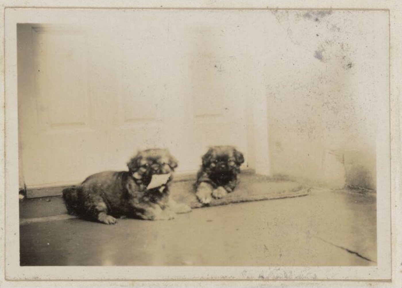 Potter, Beatrix, Photograph