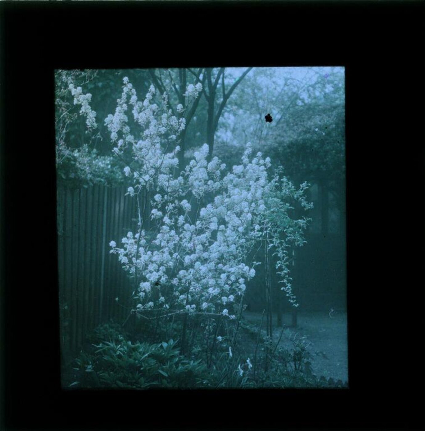 Anonymous, Photograph