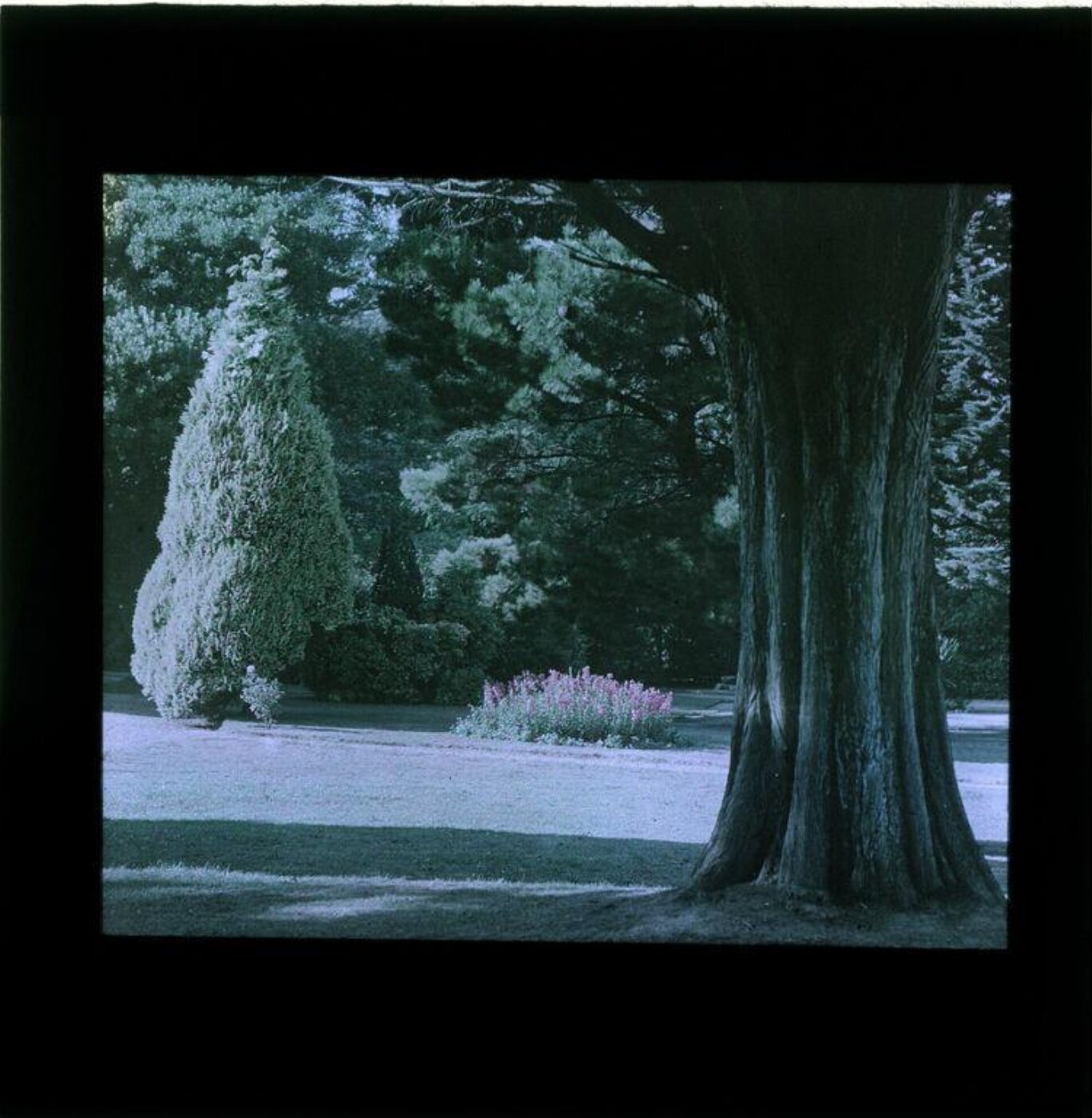 Anonymous, Photograph