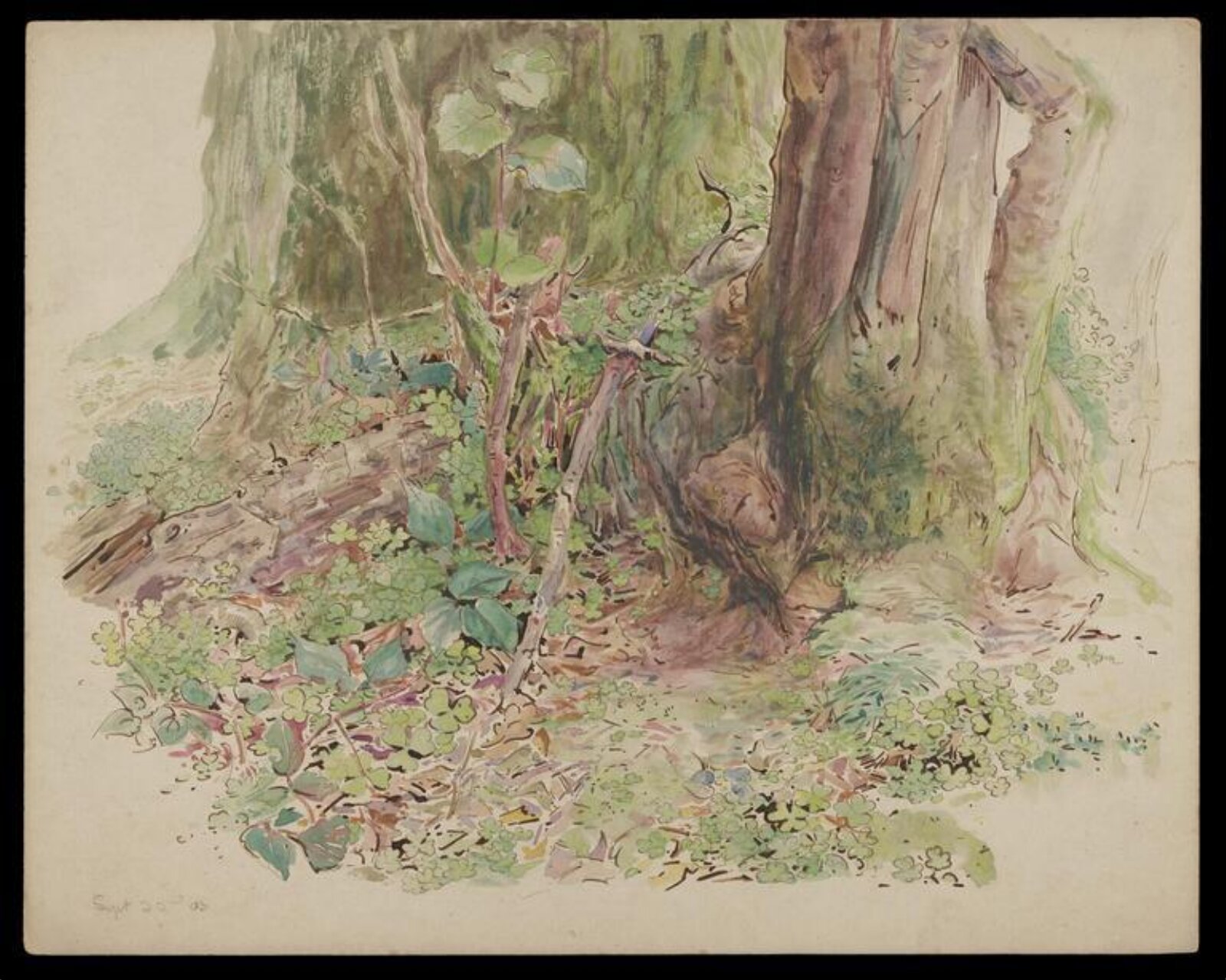 Watercolour, Beatrix Potter, 22 September 1903