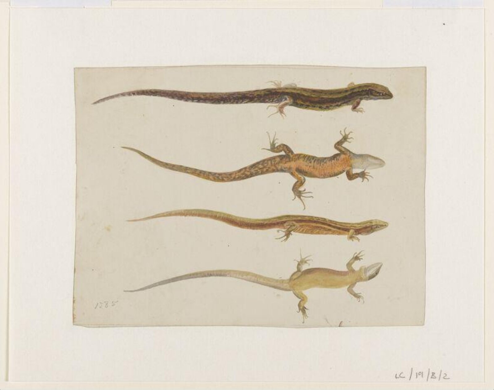 Watercolour, Beatrix Potter, 1885