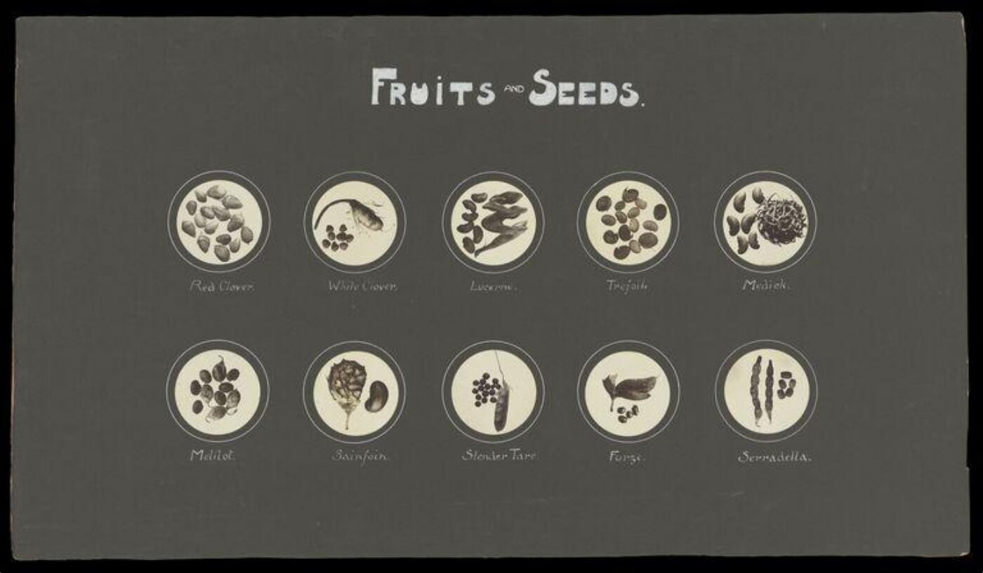 Unknown, Fruits and Seeds