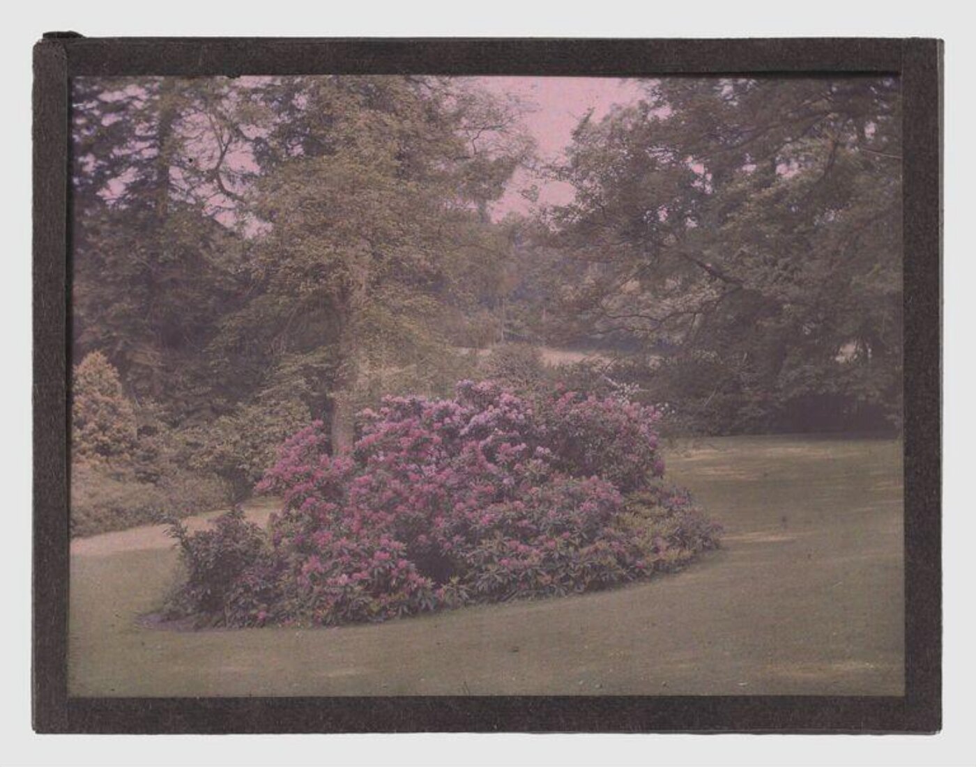 Unknown, Rhododendron