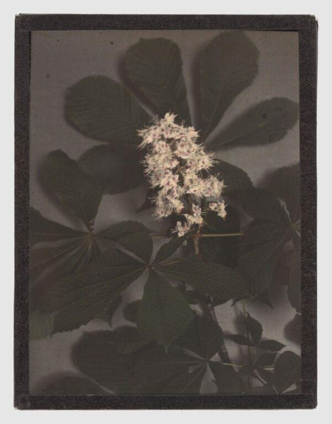 Unknown, Horse chestnut