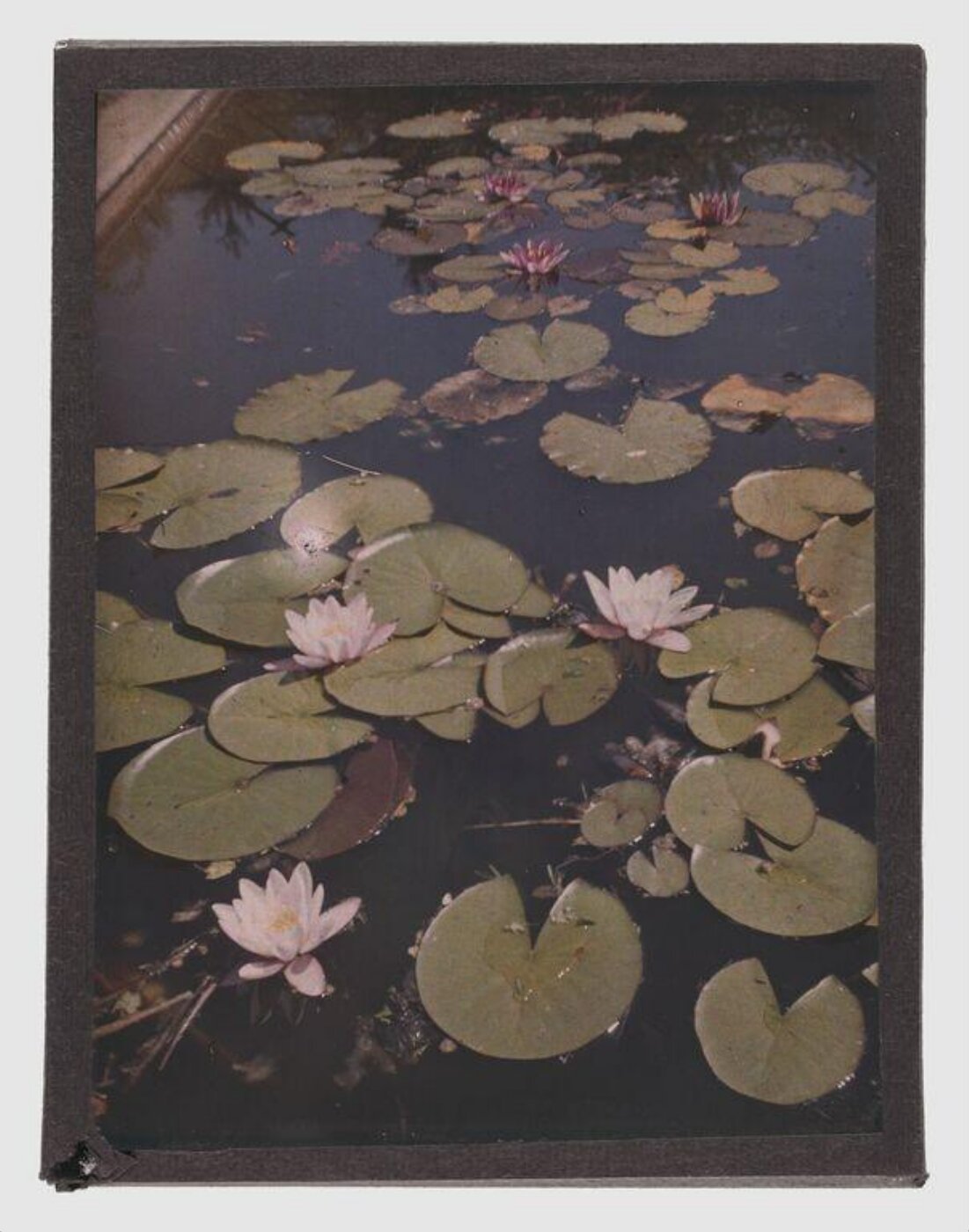 Unknown, Waterlilies