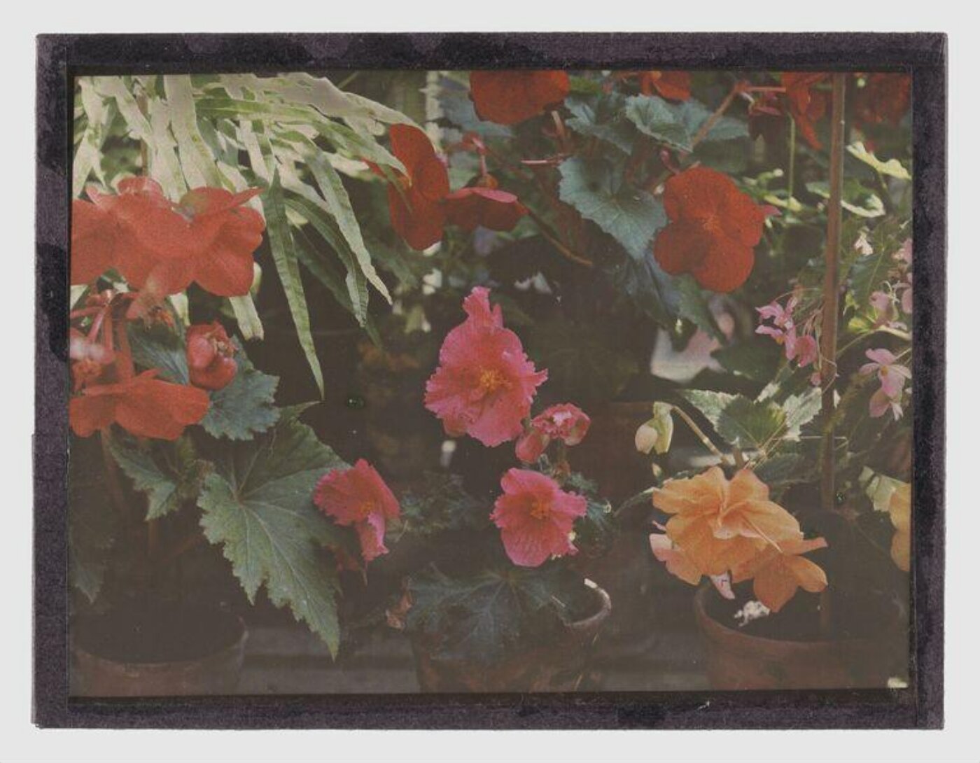 Unknown, Study of flowers